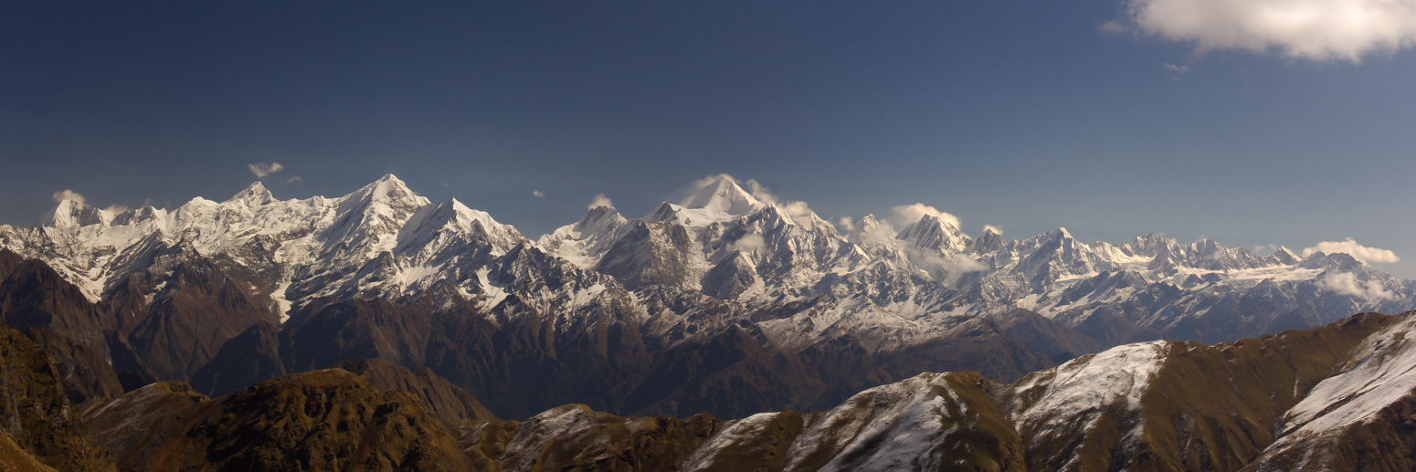 Foret de rhododendrons en fleur