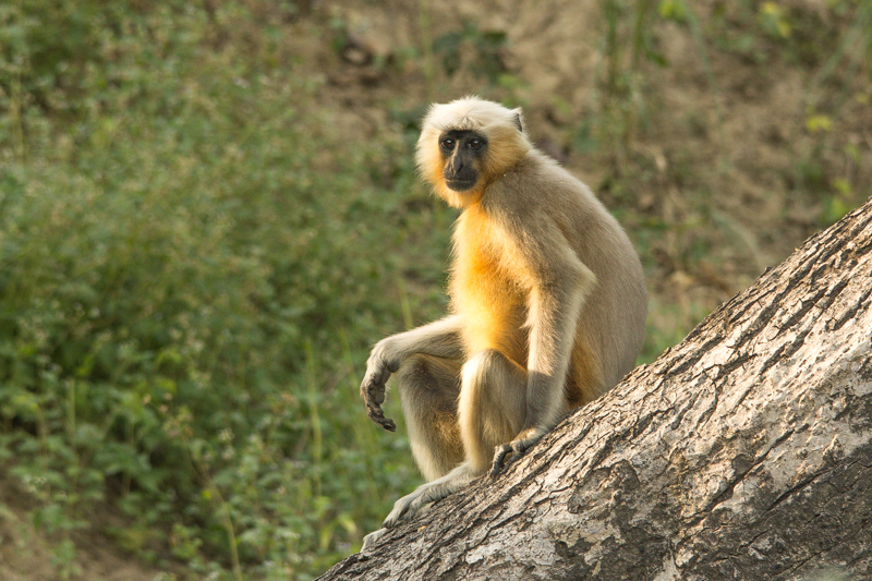 Orchha, palais au bord de la riviere