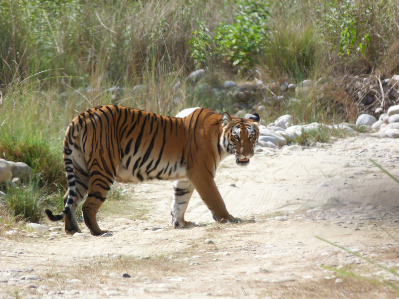 Panorama sur les sommets du Panchachuli