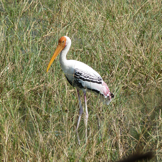 Aube sur la chaîne himalayenne