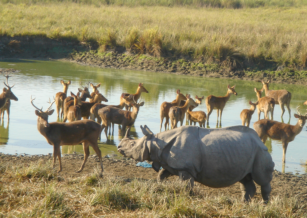 Rhinocéros unicorne à Kaziranga