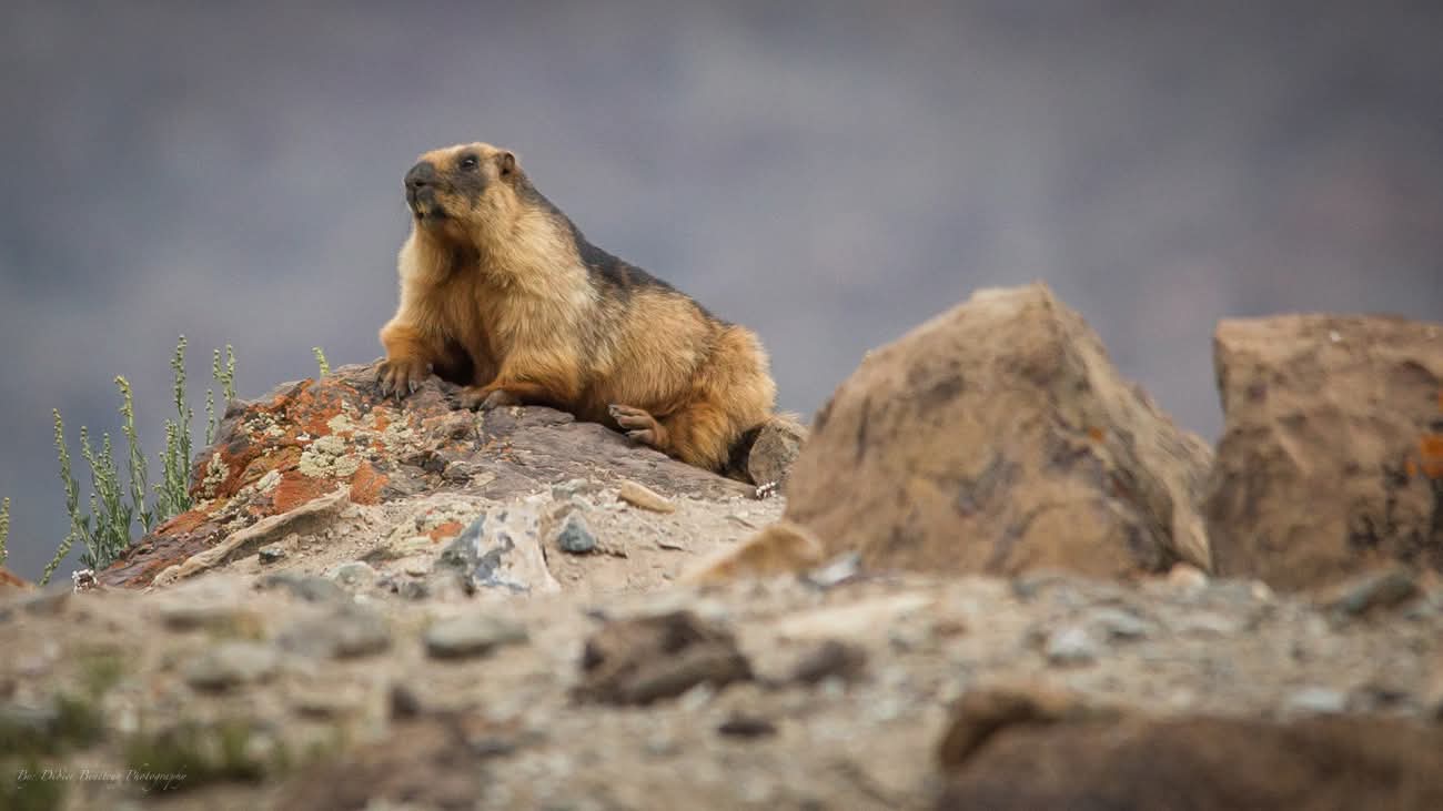 Marmotte de l'Himalaya posée sur un rocher dans les hauteurs du Ladakh